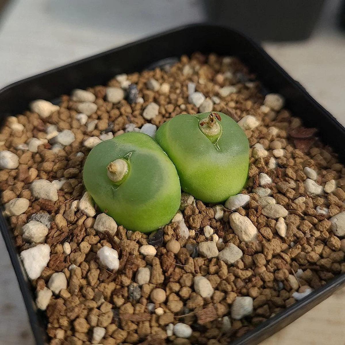 Green Conophytum Ratum Flower Seeds for Planting Heirloom, Non-GMO, Organic Garden Seeds