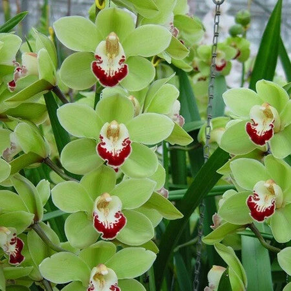 Green Phalaenopsis Flower Seeds for Planting  Heirloom Non-GMO, High Germination Organic Garden Seeds