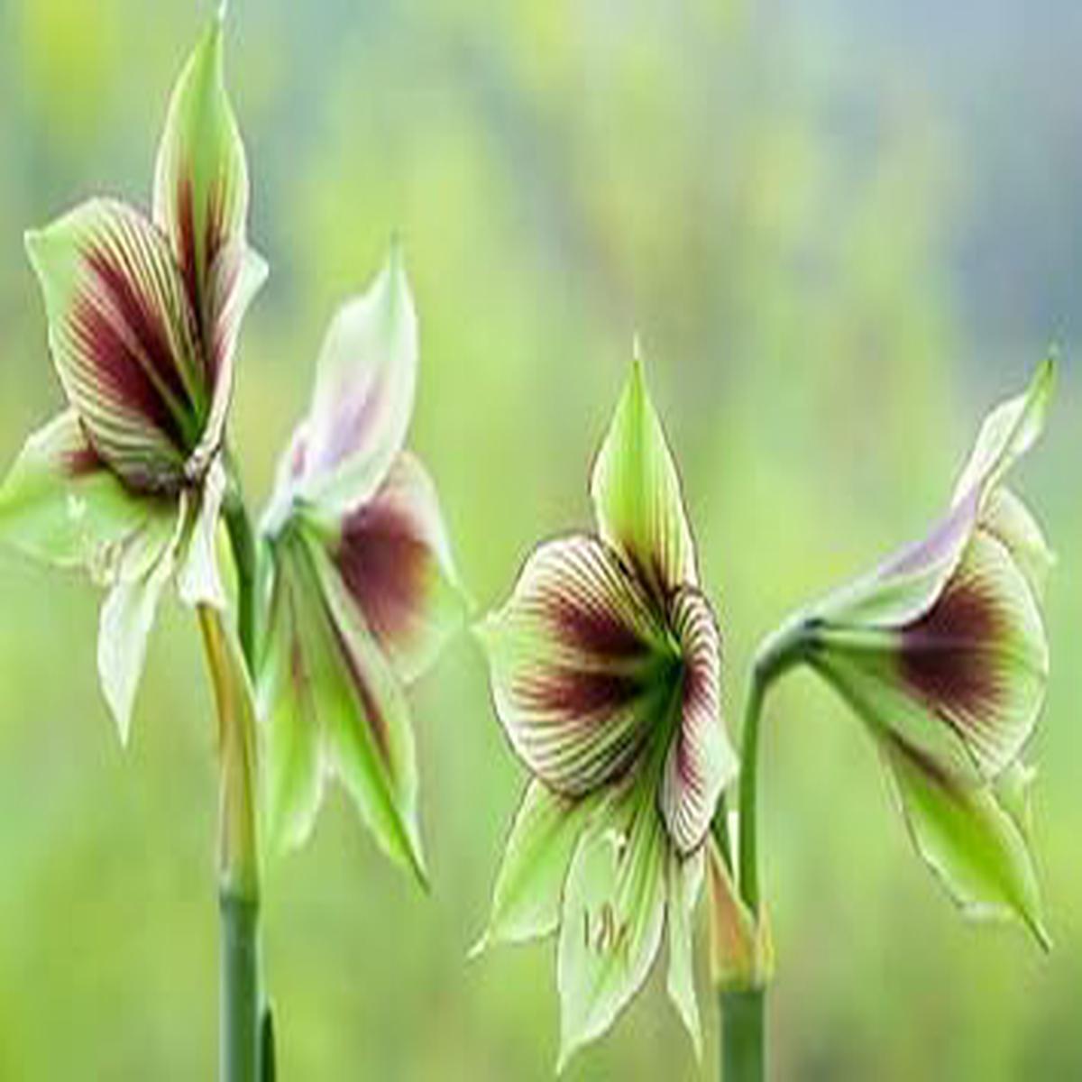 Green Violet Amaryllis Flower Seeds  Heirloom, Non-GMO, for Garden Planting