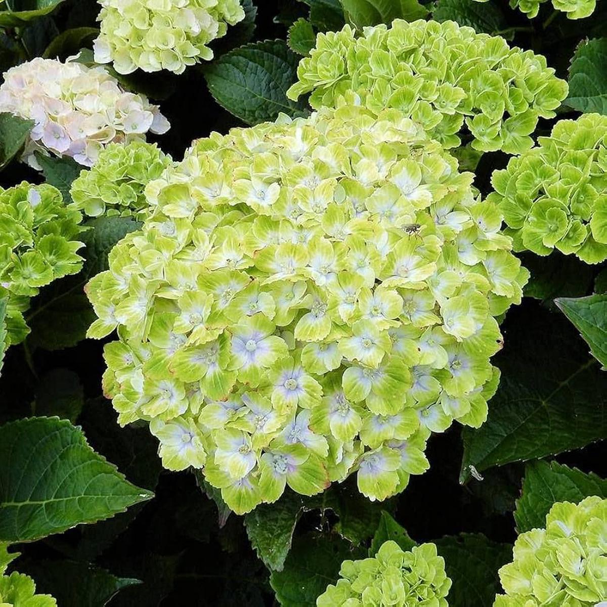Green White Hydrangea Flower seeds for Planting Fragrant Blossoms Heirloom & GMO Free Seeds for Home Garden   Sale