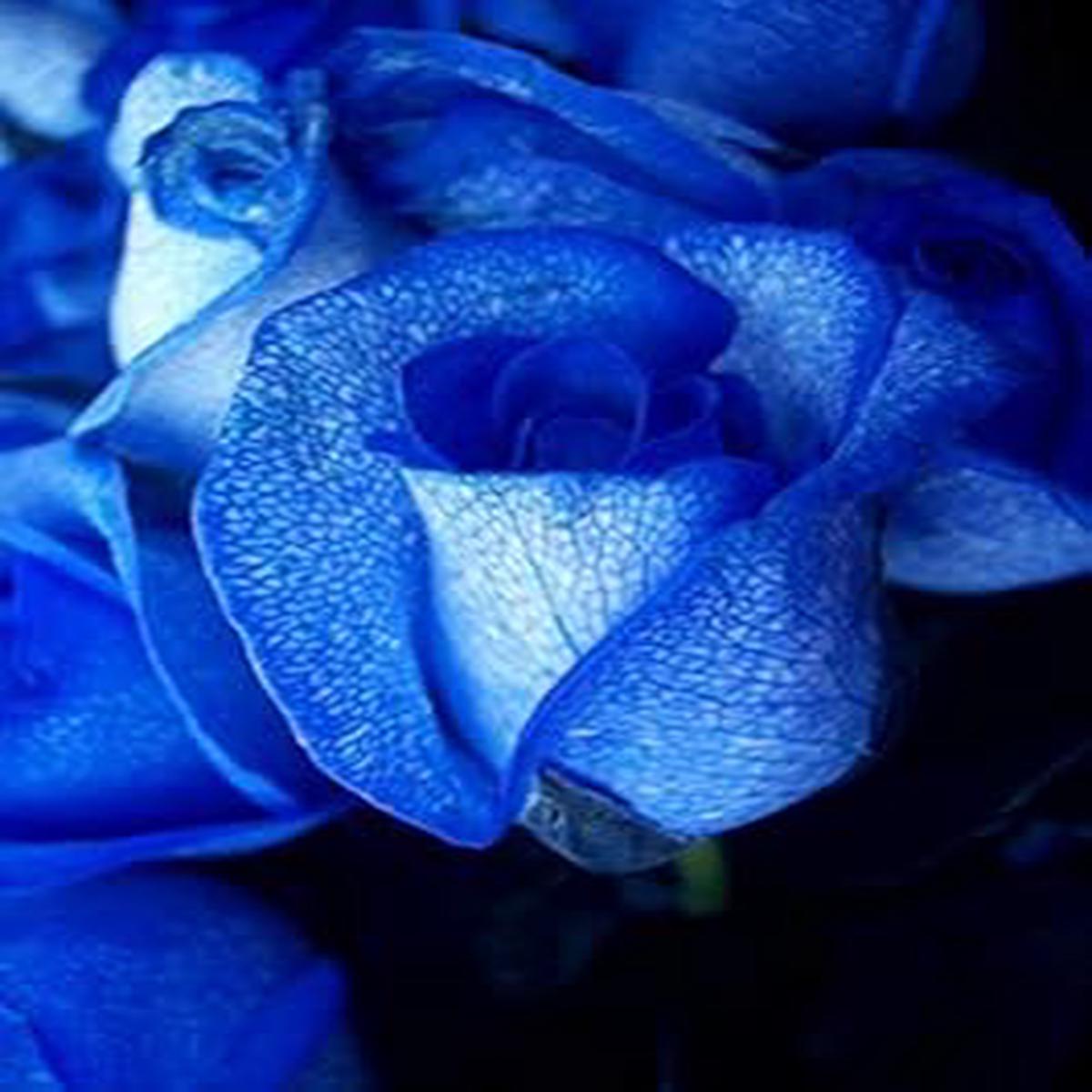 Heirloom Blue Holland Rose Flower Seeds for Planting Non-GMO, High Germination Decorative Garden Seeds