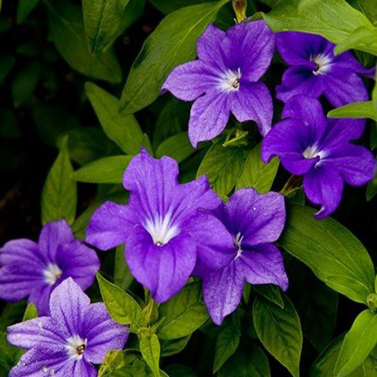 Heirloom Browallia Bush Violet Amethyst Sapphire Seeds - Beautiful Flowering Bushes for Gardens & Landscapes
