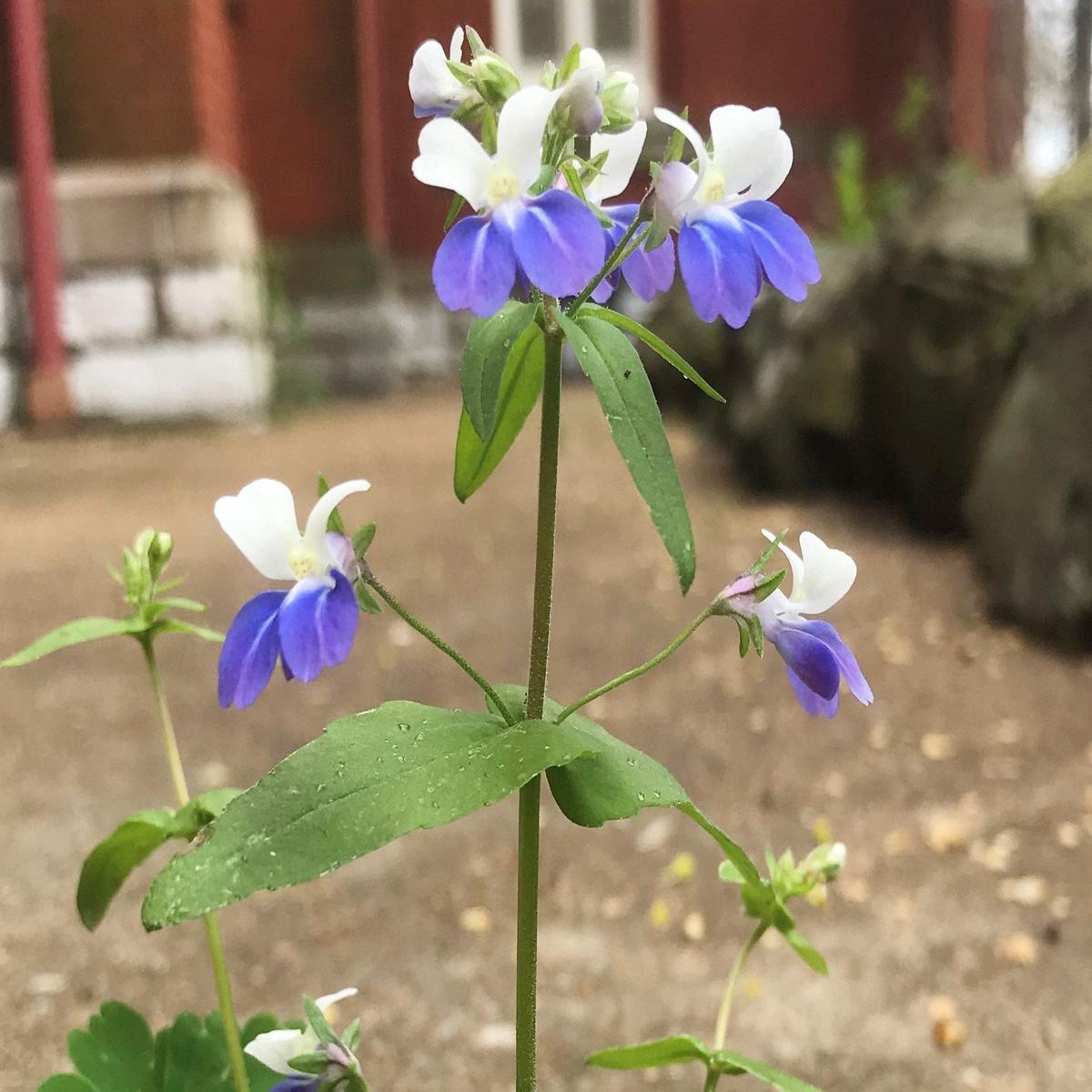 Heirloom Collinsia Verna Flower Seeds for Planting Non-GMO, High Germination Organic Spring Blooming Garden Seeds