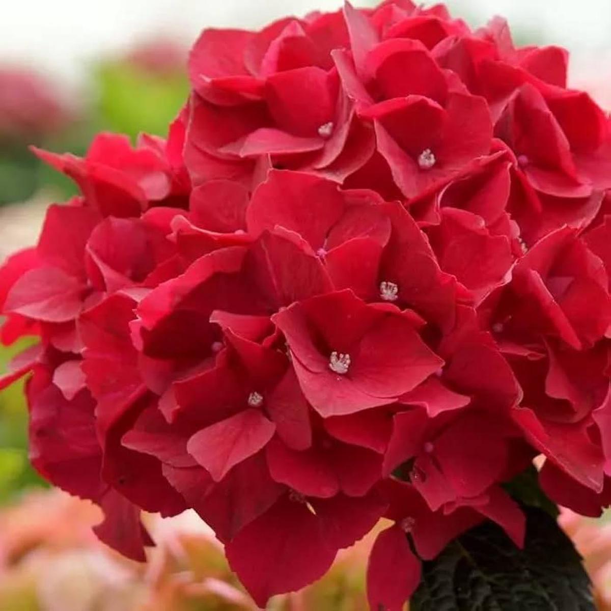 Heirloom Deep Red Hydrangea Flower Seeds, Non-GMO Vibrant Blooms for Planting
