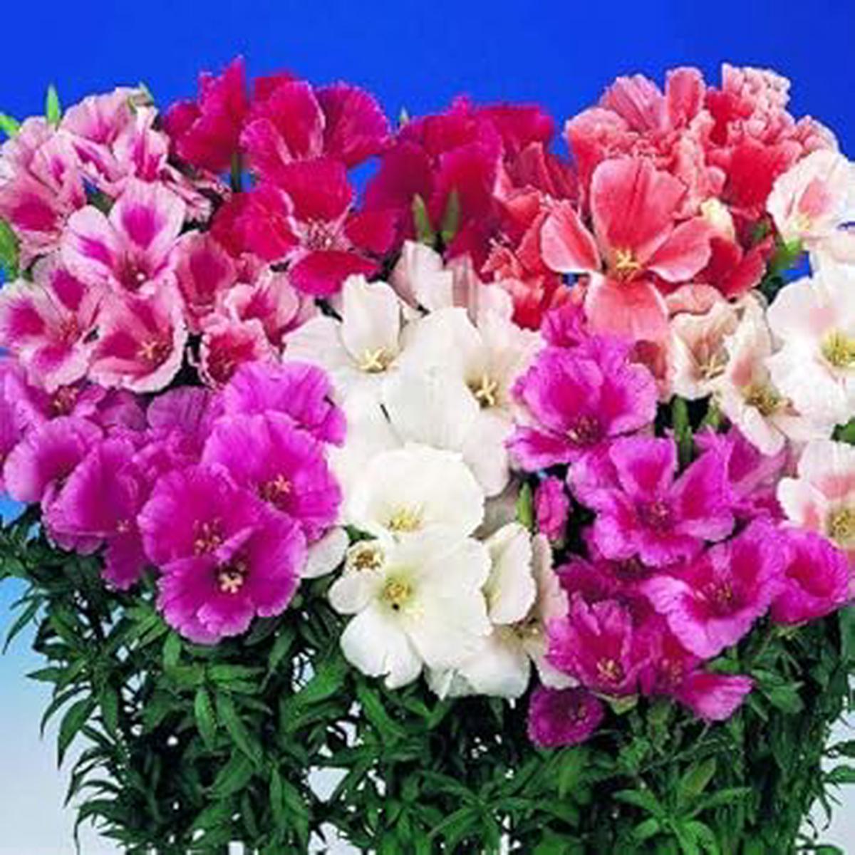 Heirloom Godetia Flower Seeds for Garden Planting  Non-GMO Organic Garden Seeds with Colorful Blooms