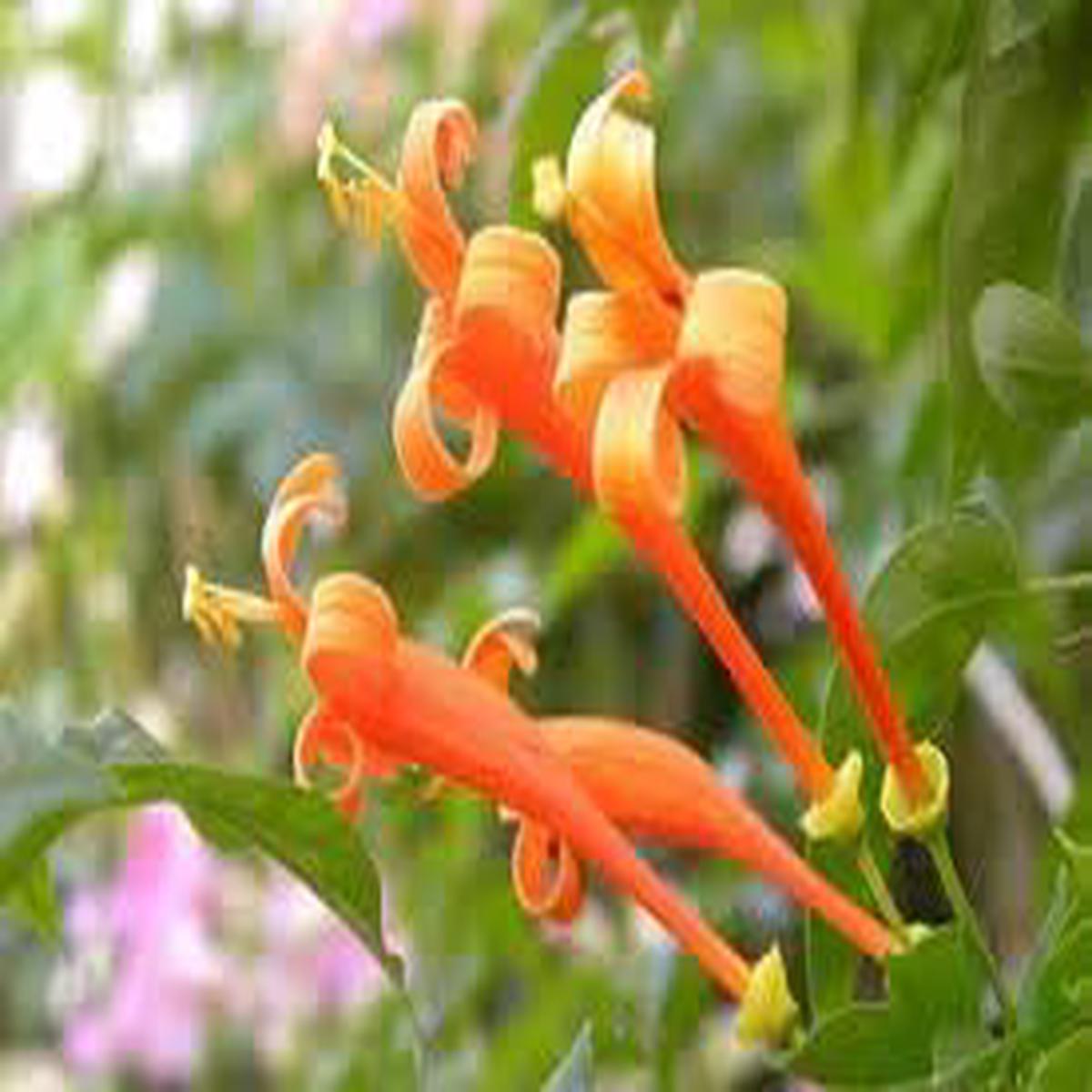 Heirloom Lonicera Ciliosa Flower Seeds Non-GMO for Garden Planting Orange Trumpet Blooms