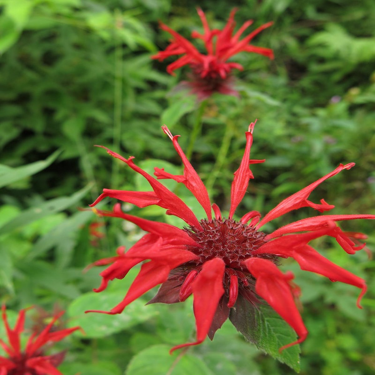 Heirloom Monarda Flower Non Gmo Bee Balm Blooms Pollinator Friendly Garden Planting Flower