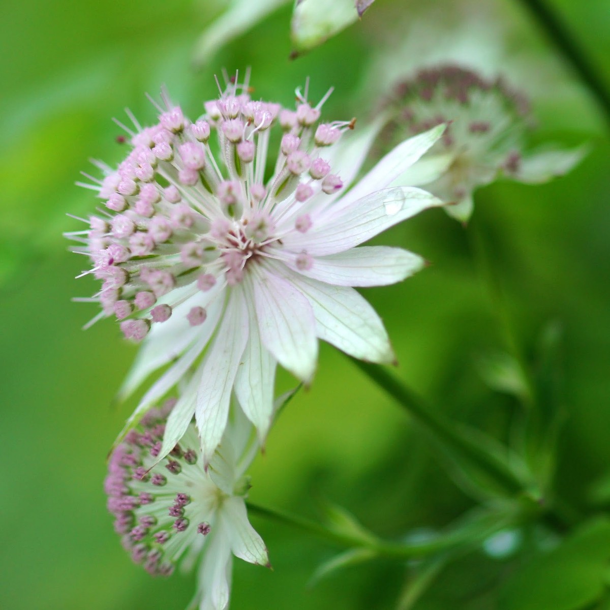 Heirloom Non-GMO Astrantia Flower Seeds for Planting Unique Cottage Garden Blooms