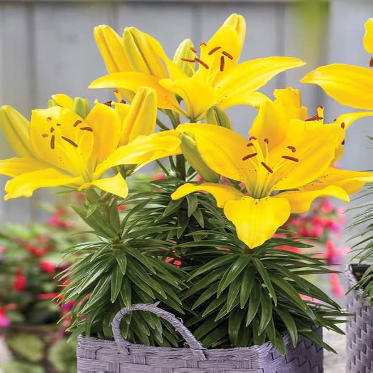Heirloom Non-GMO Crinum Flower Seeds for Planting  Fragrant Tropical Garden Blooms