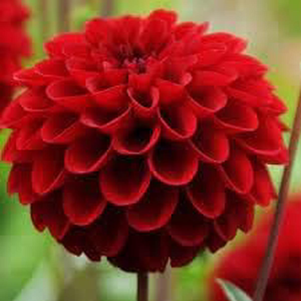 Heirloom Non-GMO Dahlia Flower Seeds ?? Deep Red Blooms for Planting
