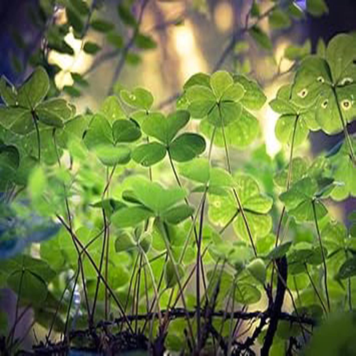 Heirloom Non-GMO Khaki Green Four Leaf Clover Seeds for Planting | Lucky Organic Garden Seeds with High Germination