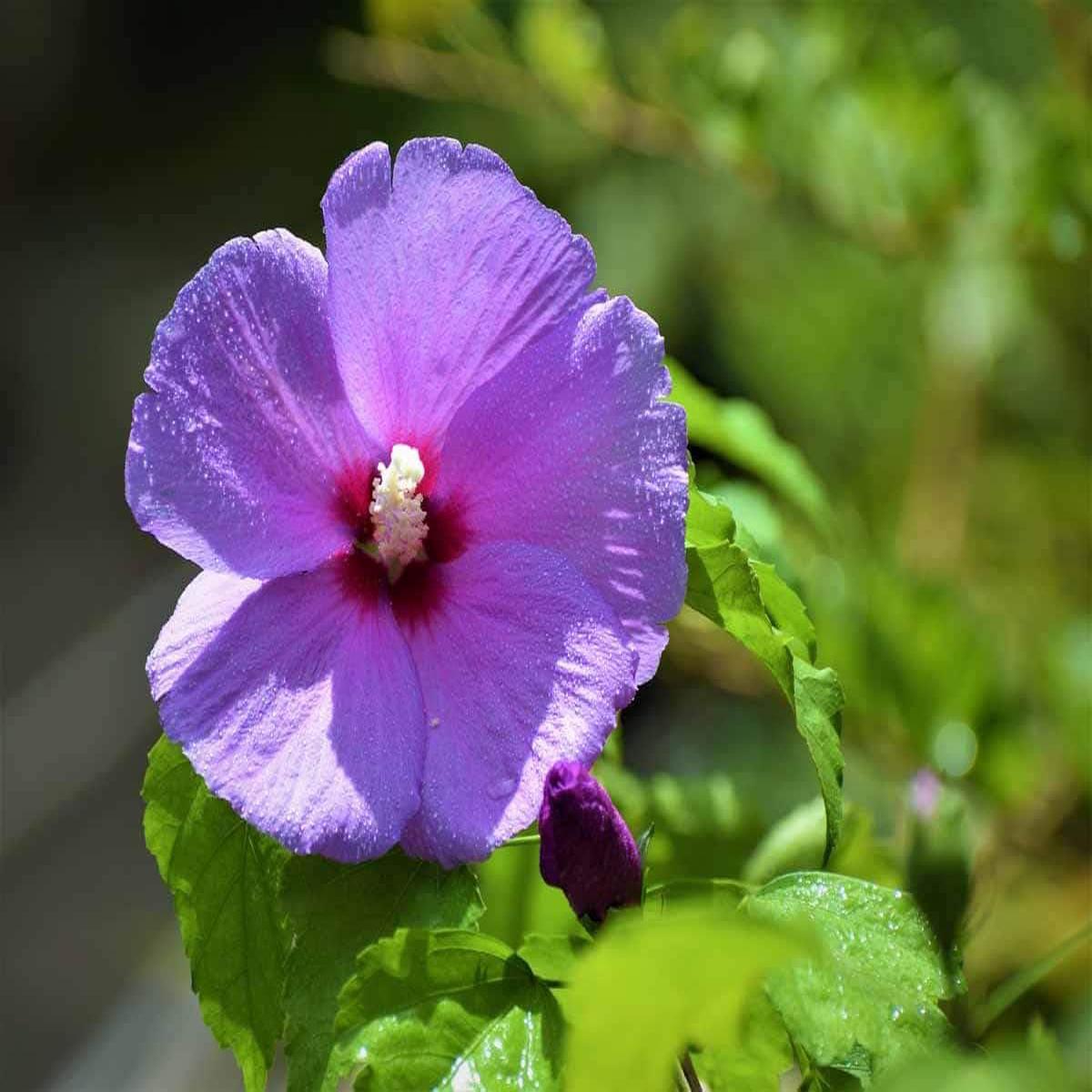 Heirloom Non-GMO Lavender Hibiscus Flower Seeds for Garden Planting | High Germination Organic Garden Seeds Tropical Blooms