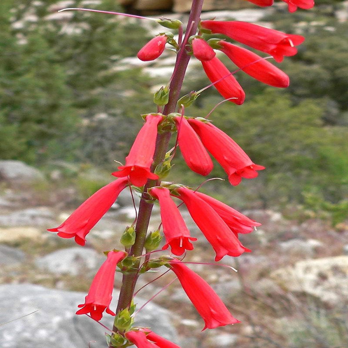 Heirloom Non-GMO Penstemon Eatonii Flower Seeds for Planting Drought-Tolerant Organic Garden Seeds