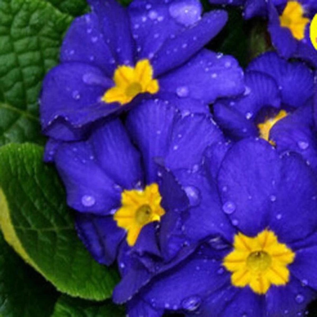 Heirloom Non-GMO Primula Malacoides Flower Seeds for Planting  Blue and Yellow Charming Blooms