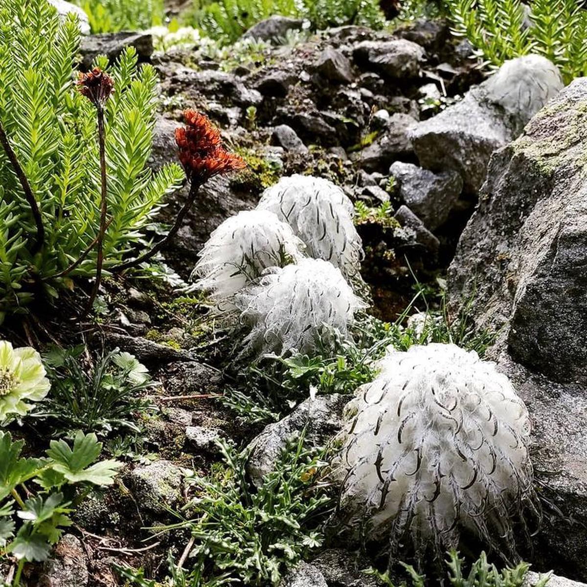 Heirloom Non-GMO Saussurea Plant Seeds for Unique Foliage and Alpine Garden Planting
