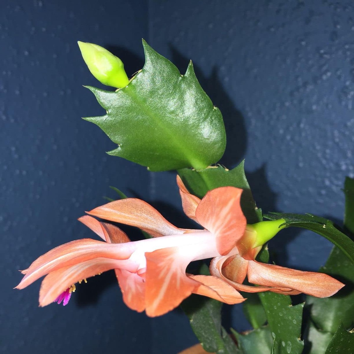 Heirloom Non-GMO Schlumbergera Peach Flower Seeds Indoor Cactus Seeds for Festive, Vibrant Garden Blooms