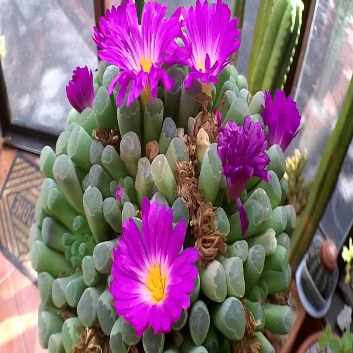 Heirloom Non-GMO Succulent Flower Seeds for Planting  Drought-Tolerant Indoor Decorative Blooms, High Germination