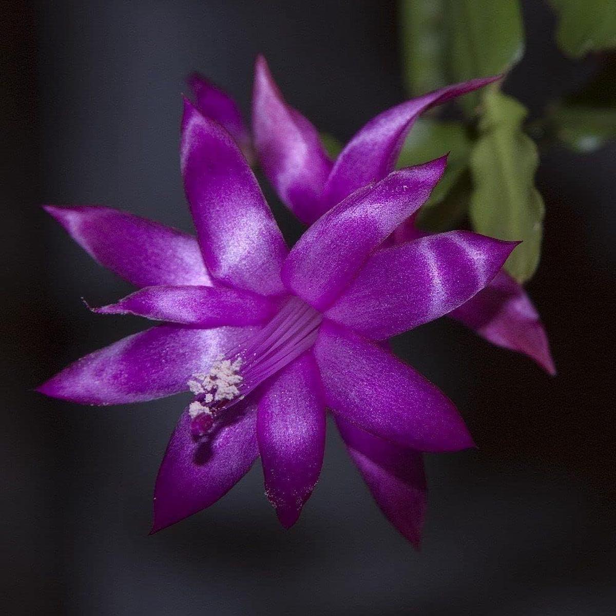 Heirloom Non-GMO Violet Schlumbergera Flower Seeds  High Germination Festive Cactus Blooms for Planting