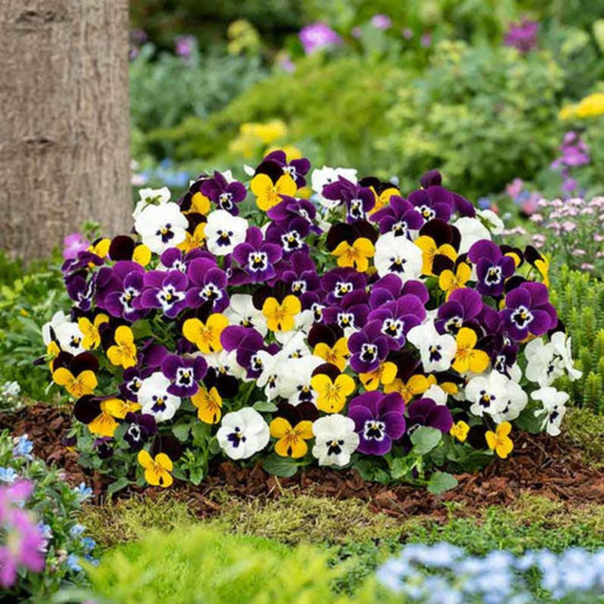 Heirloom Pansy Flower Seeds for Planting  Non-GMO, Compact Growth, High Germination Organic Garden Seeds