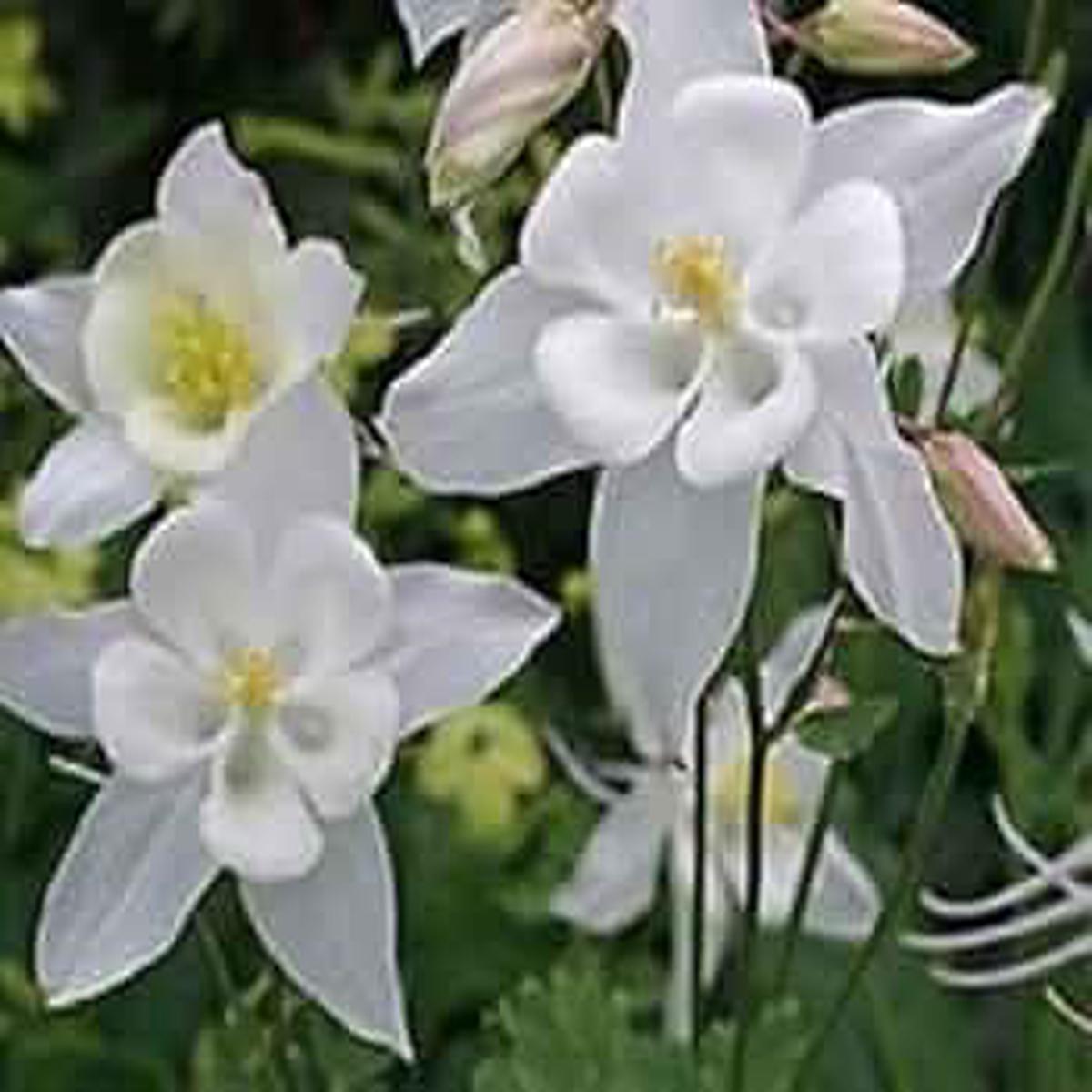 Heirloom White Bonnet Flower Seeds for Planting Bright Blooms, Non-GMO, High Germination Organic Garden Seeds