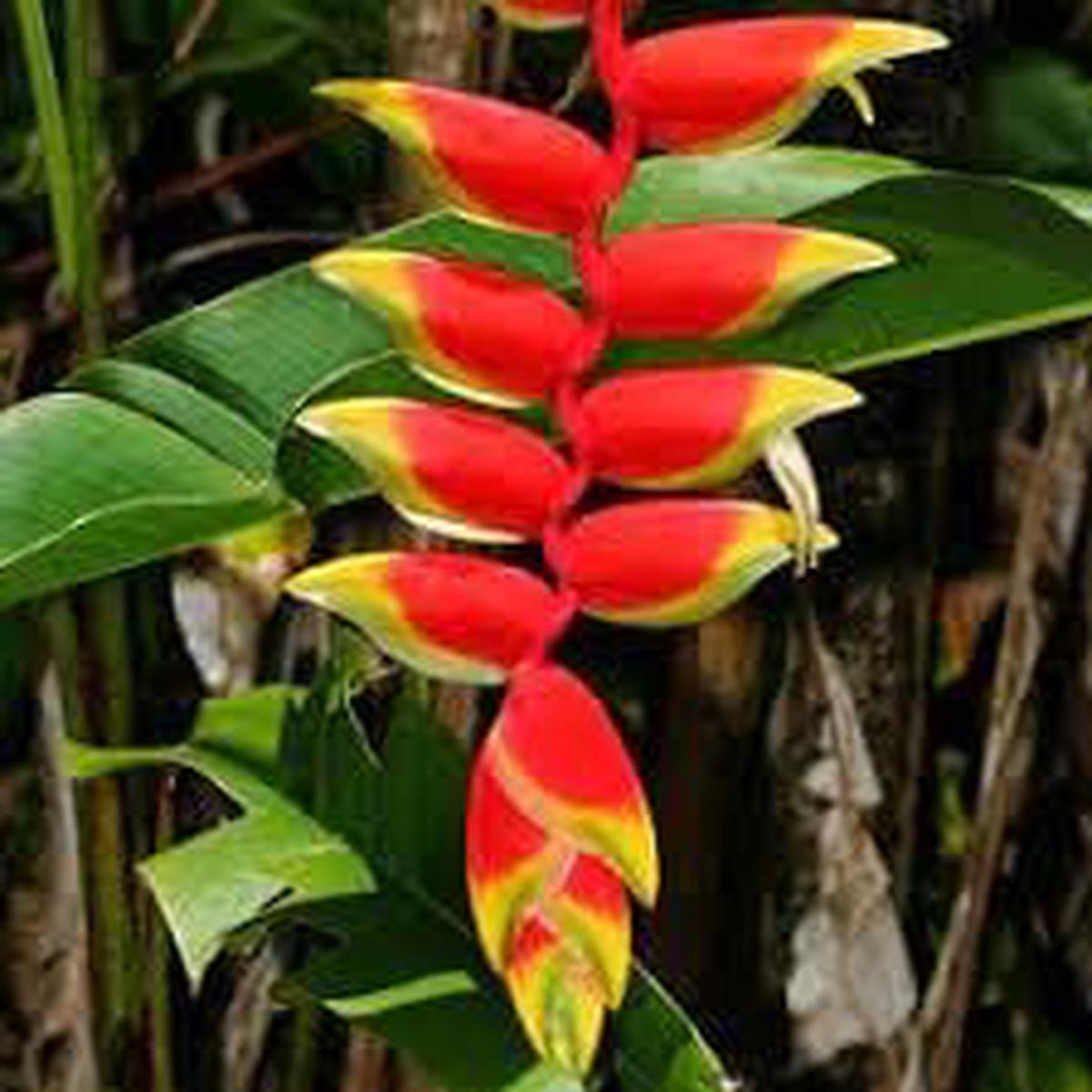 Heliconia Flower seeds for Planting - Cottage Garden Essential, Heirloom & GMO Free Seeds for Home Garden