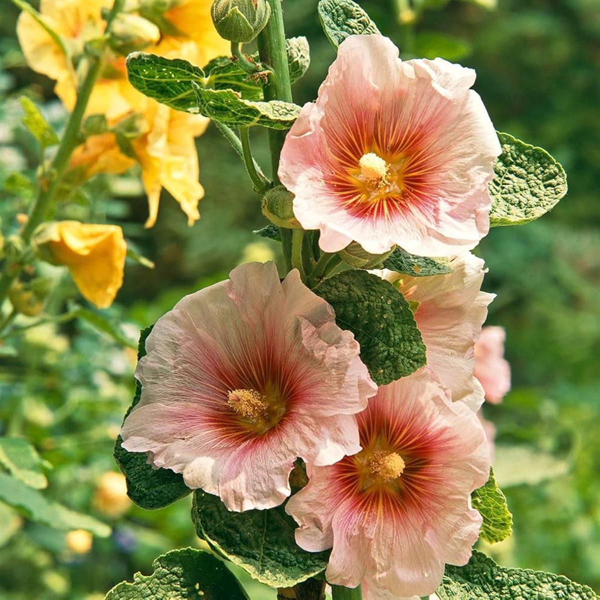 Hollyhock Mixed Flower For Planting Flower Seeds for Home Garden Planting, Lush Organic Blooming