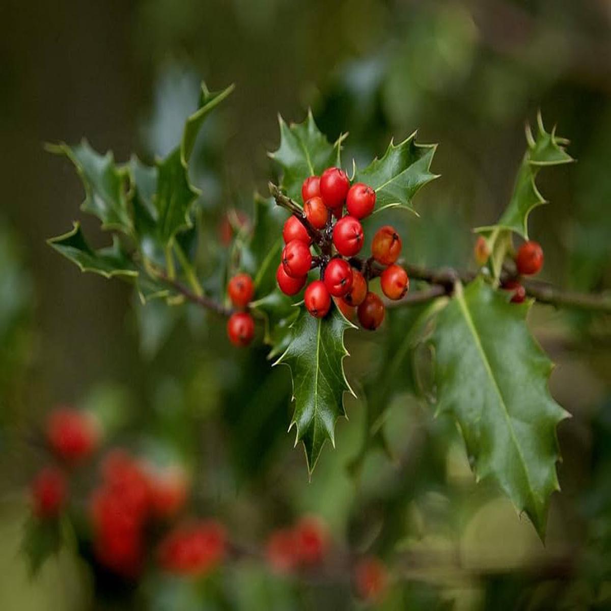 Ilex Aquifolium Holly Tree For Planting Flower Seeds for Home Garden Planting, Exotic Organic