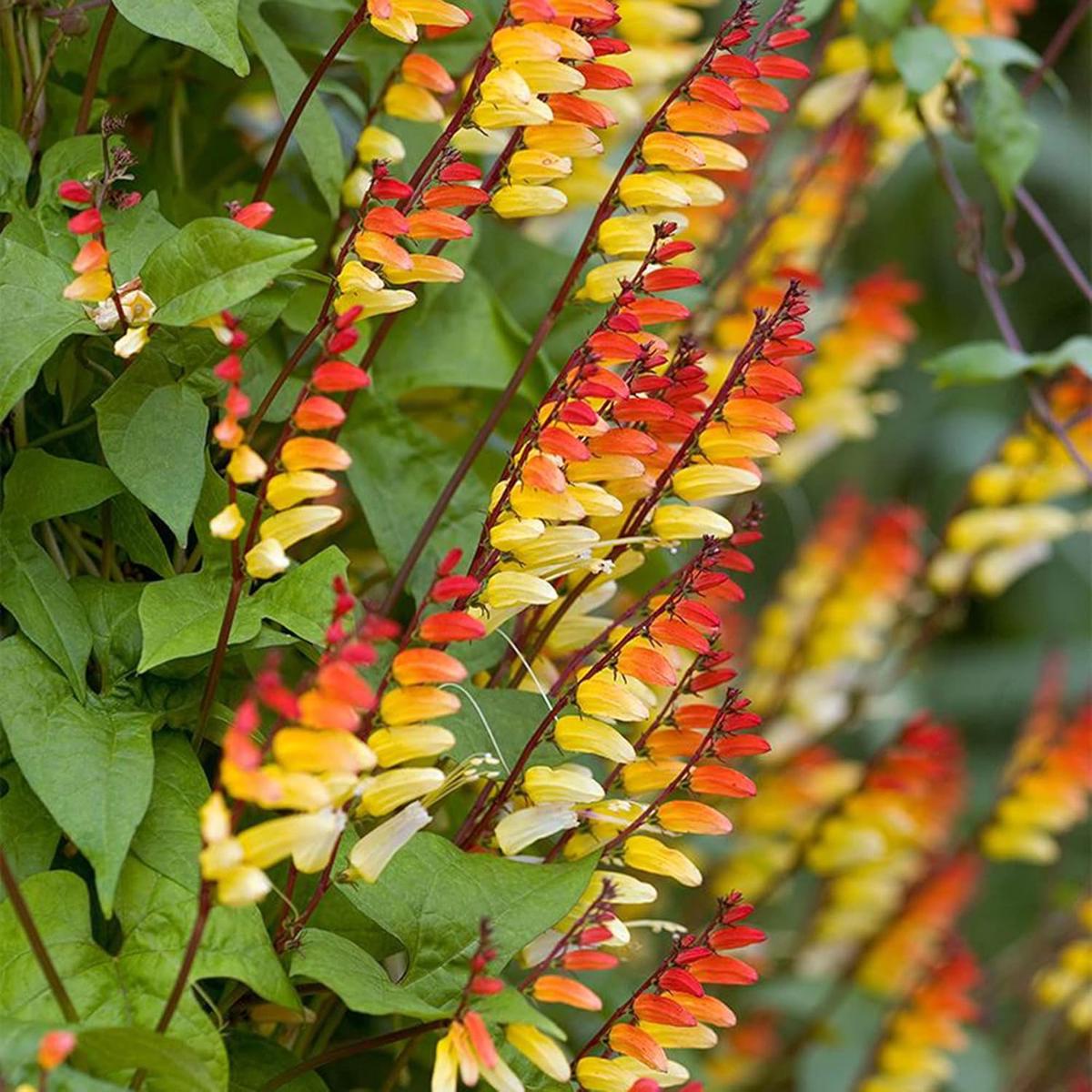 Ipomoea Lobata (Firecracker Vine) Flower Seeds for Planting Heirloom, Non-GMO, Annual, Climbing