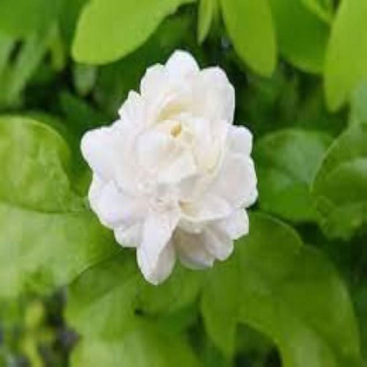Jasmine Jasminum officinale flower seeds for planting in home garden and balcony containers