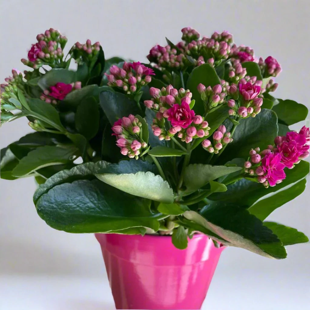 Kalanchoe Purple Flower Seeds Organic, Heirloom, Non-GMO, High Germination for Planting
