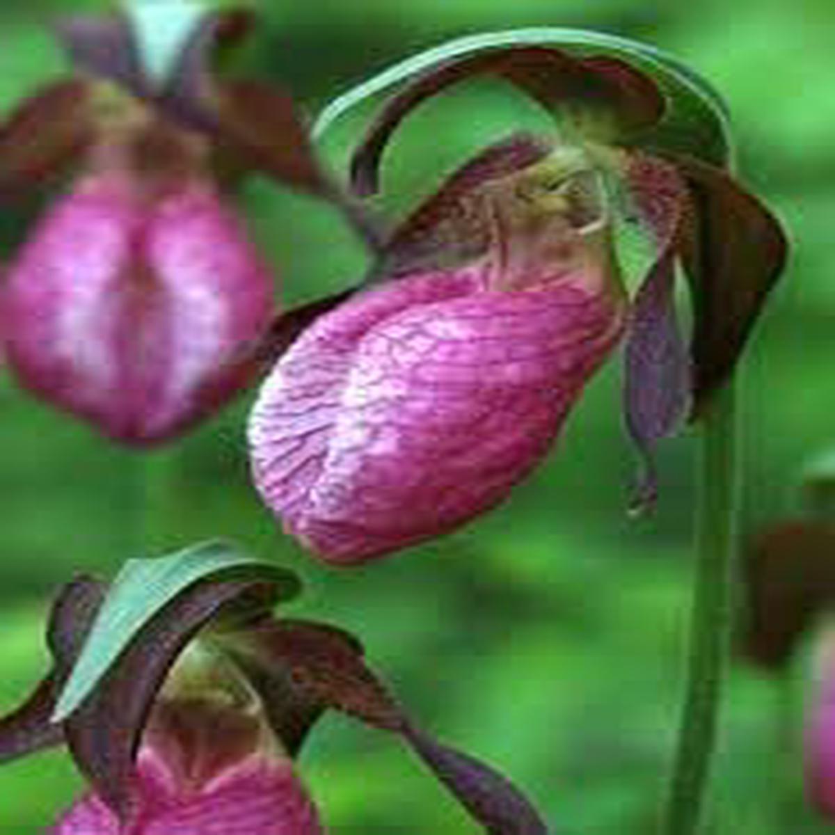 Lady's Slipper Flower seeds for Planting - Compact Growth, Heirloom & GMO Free Seeds for Home Garden