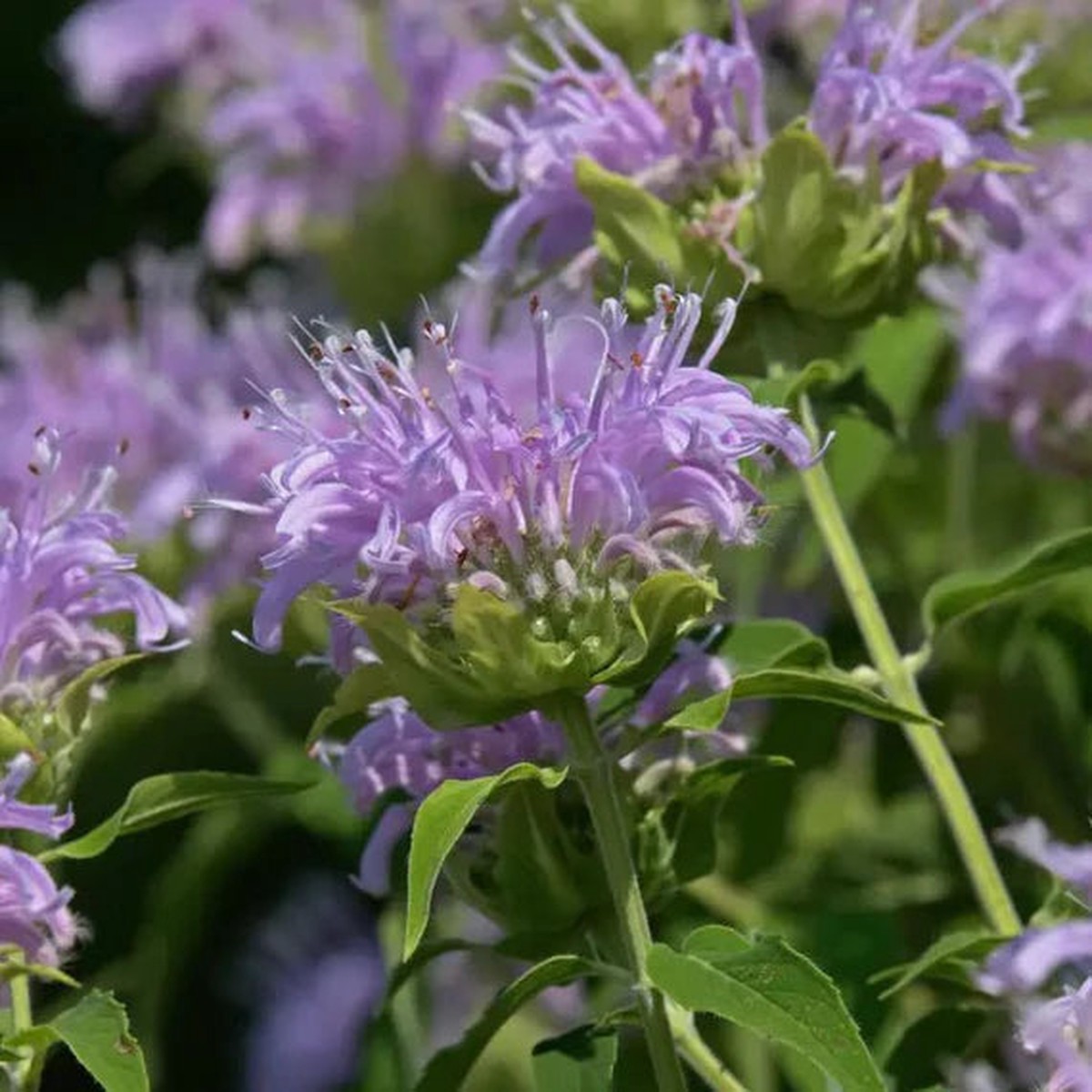 Lavender Beebalm Flower Heirloom Non Gmo For Planting Pollinator Friendly Blooms Flower Seeds for