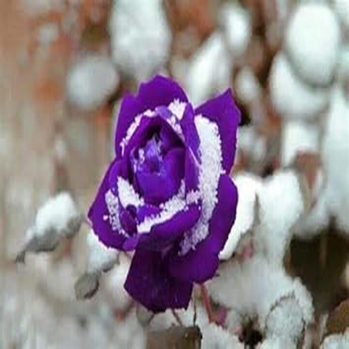 Lavender Snow Rose Flower Seeds for Planting Heirloom, Non-GMO, Organic Garden Seeds with High Germination