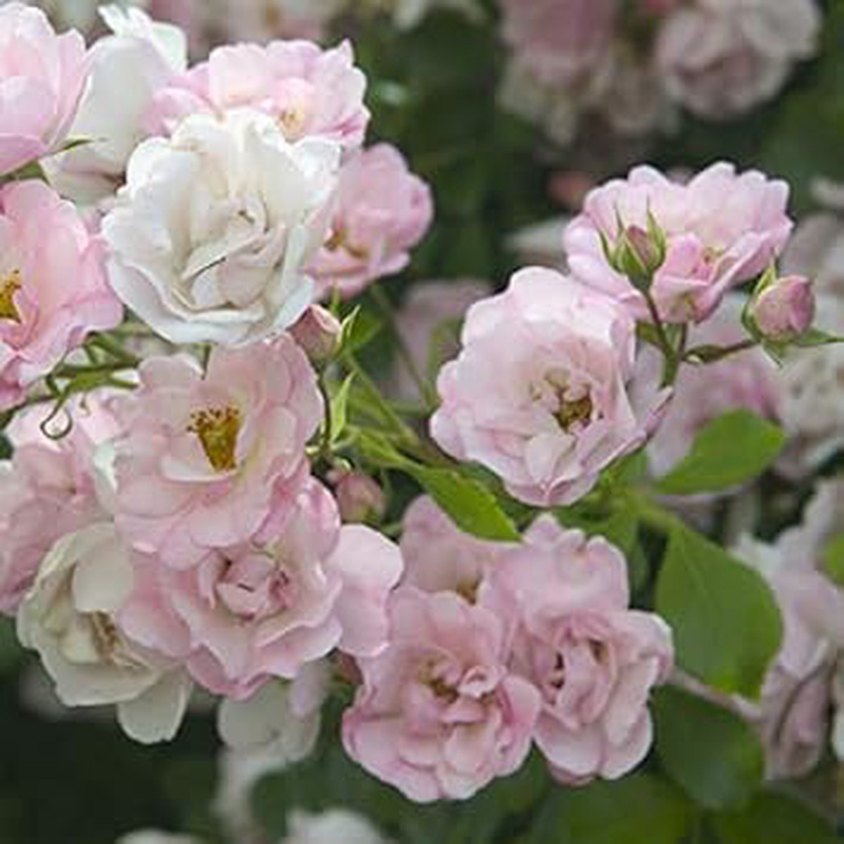 Light Pink Rose Flower Seeds for Planting Heirloom Non-GMO High Germination Organic Garden Seeds