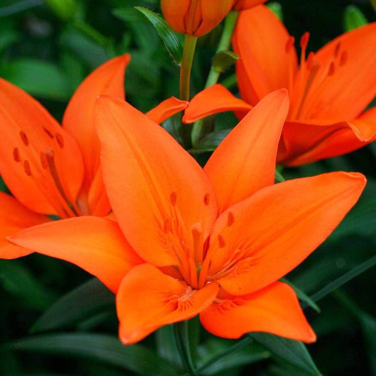 Lily Seeds for Planting Lilium spp. for flower beds and ornamental gardens