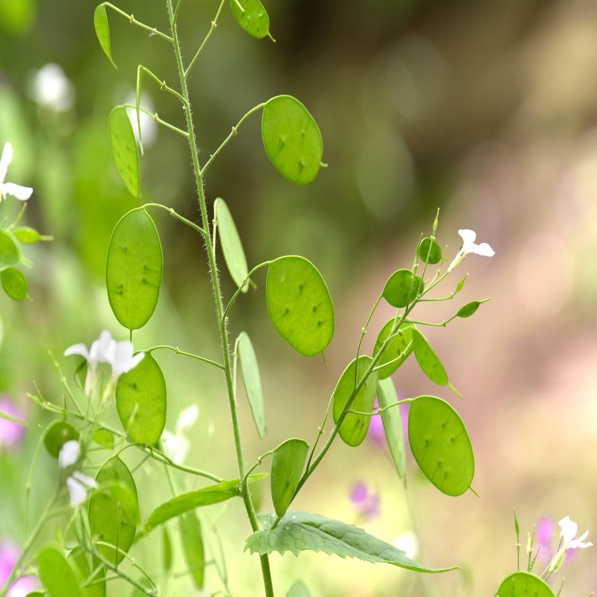 Lunaria Plant For Planting Non Gmo Flower Seeds for Home Garden Planting, Ornamental Organic