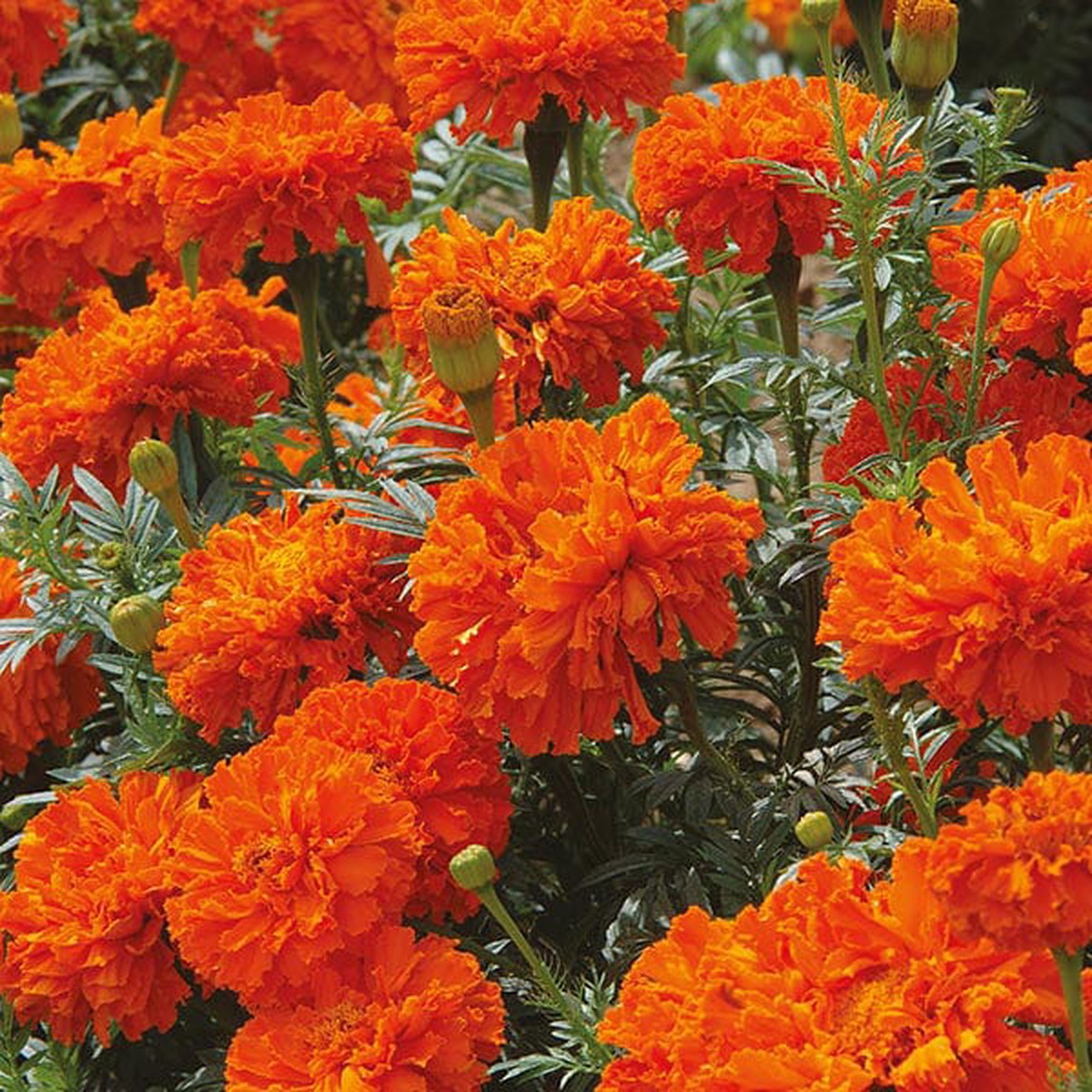 Marigold (African) Kees Orange Seeds