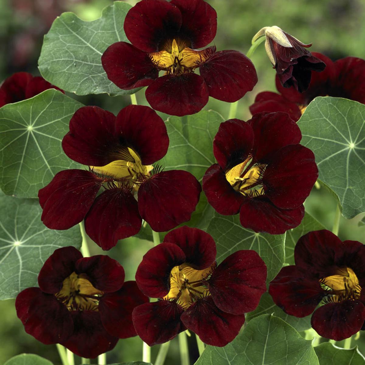 Maroon Nasturtium Flower Seeds for Planting  Heirloom, Non-GMO, High Germination Organic Garden Seeds