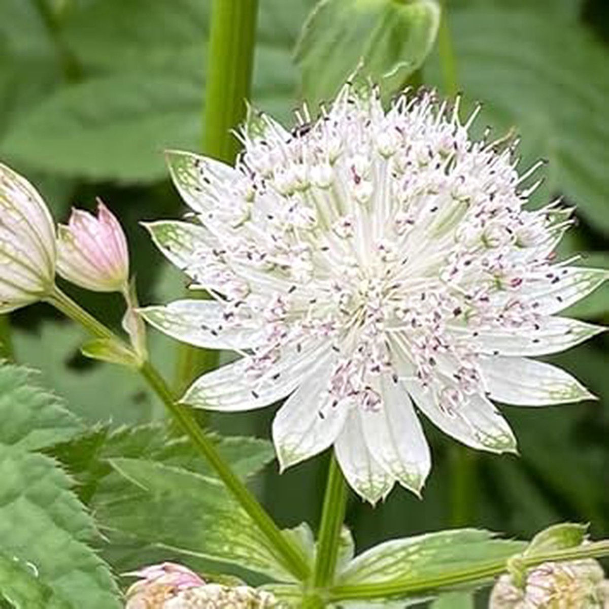 Masterwort Flower seeds for Planting - Low Maintenance, Heirloom & GMO Free Seeds for Home Garden