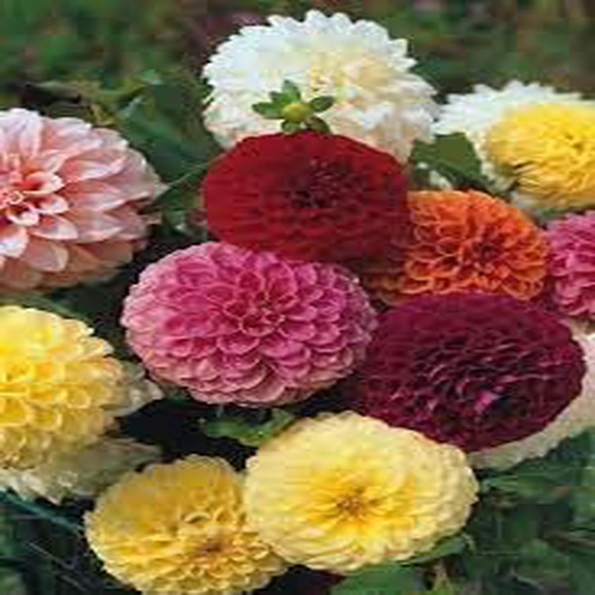 Mix Dahlia Pompon Flower Seeds for Planting