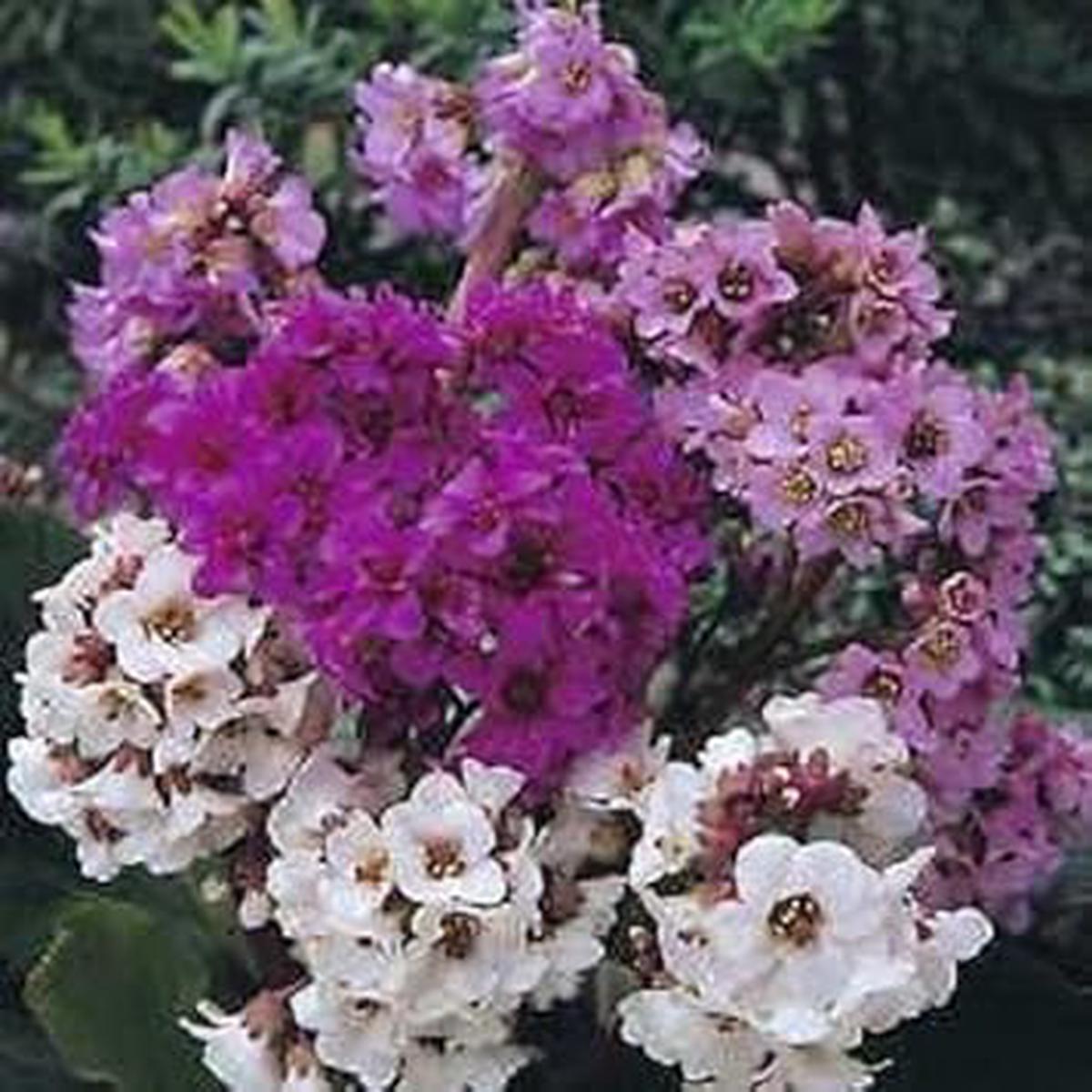 Mixed Bergenia Flower Seeds for Planting Heirloom, Non-GMO, Hardy Variety Organic Garden Seeds