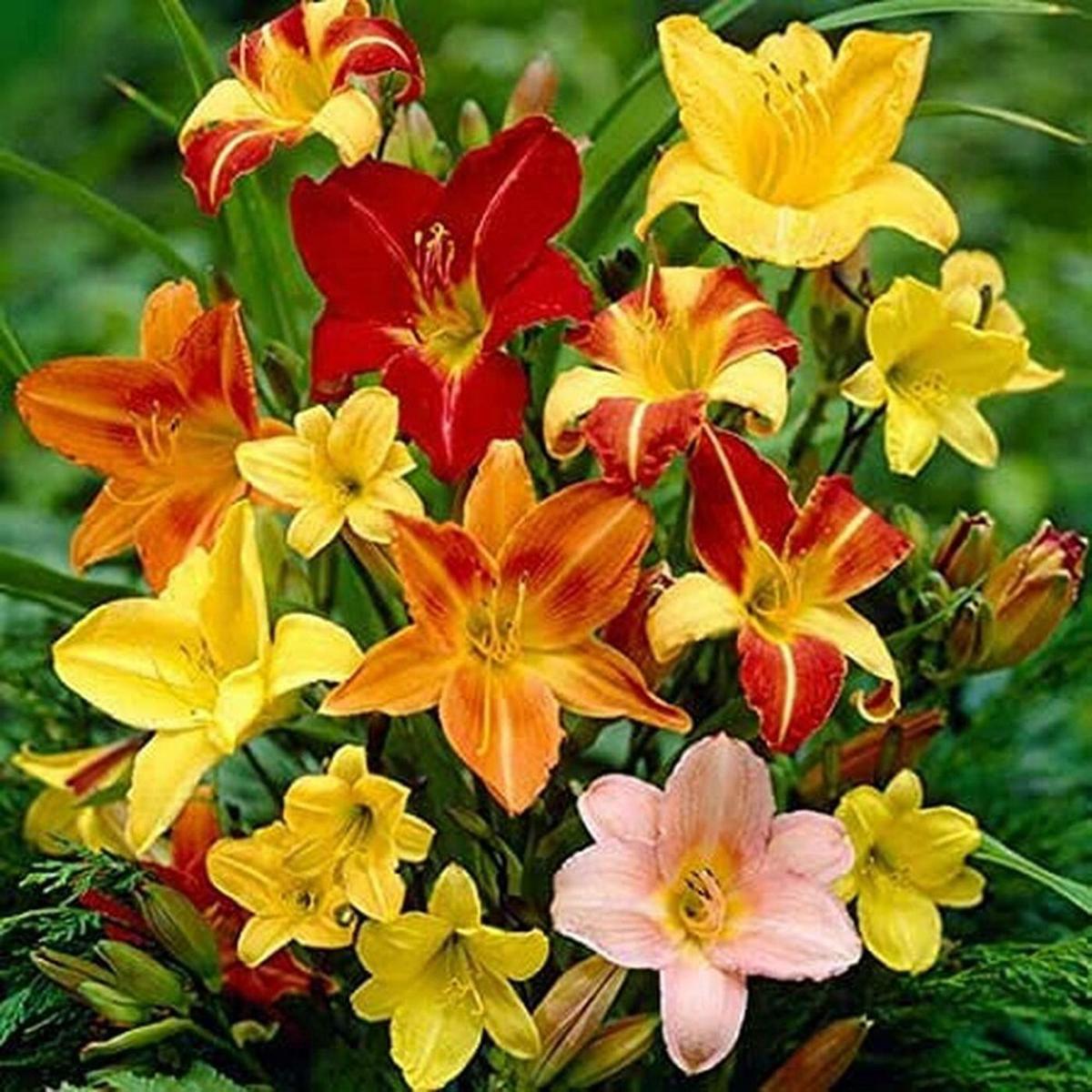 Mixed Colors Daylily Hemerocallis Day Lily Fine Mix Red Purple Flower Seeds