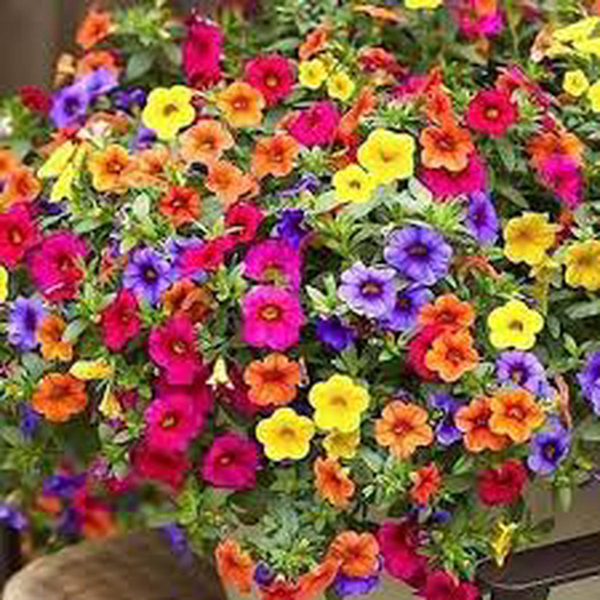 Mixed Hanging Petunia Flower Seeds for Planting Heirloom, Non-GMO, High Germination Seeds for Vibrant Garden Blooms