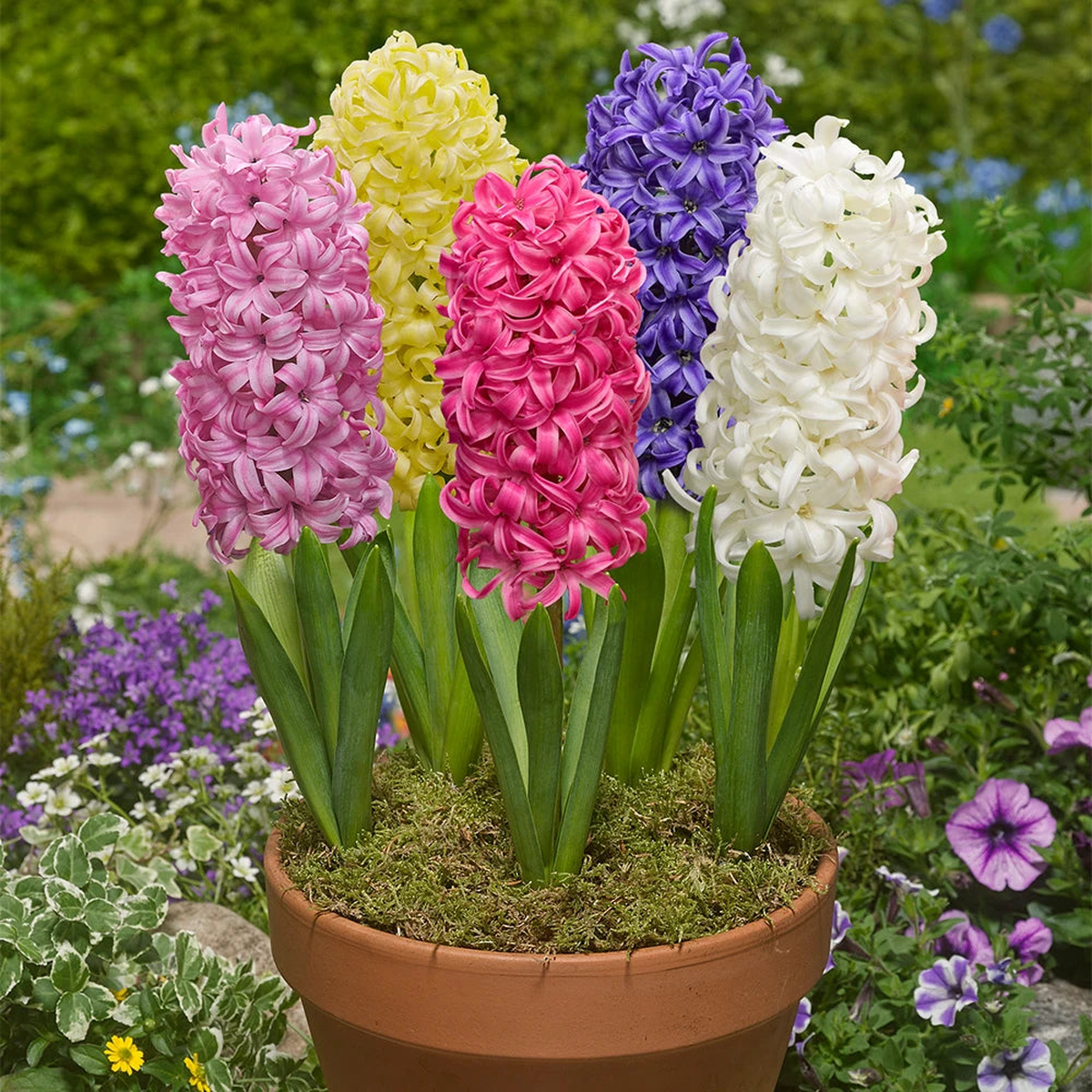 Mixed Hyacinth Flower seeds for Planting - Bright Blooms, Heirloom & GMO Free Seeds for Home Garden