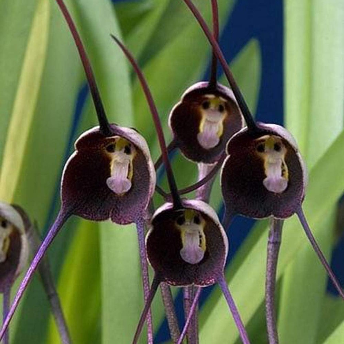 Monkey Face Violet Flower Seeds for Planting  Rare & Fun Blooms with Unique Petal Patterns