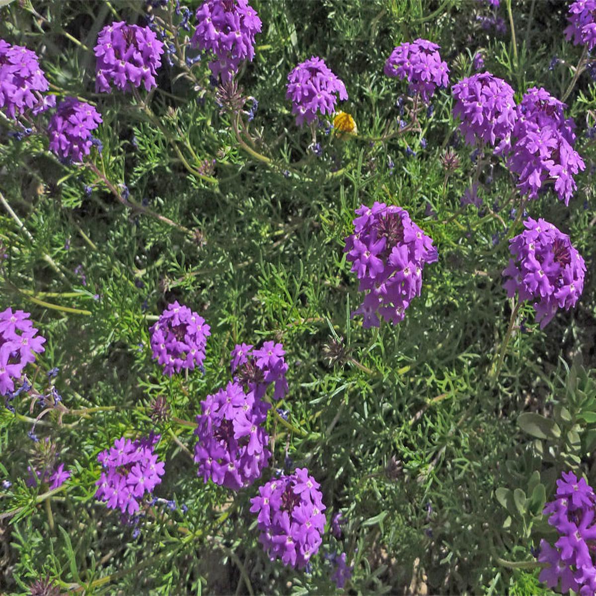 Moss Verbena Flower seeds for Planting Compact Growth Heirloom & GMO Free Seeds for Home Garden
