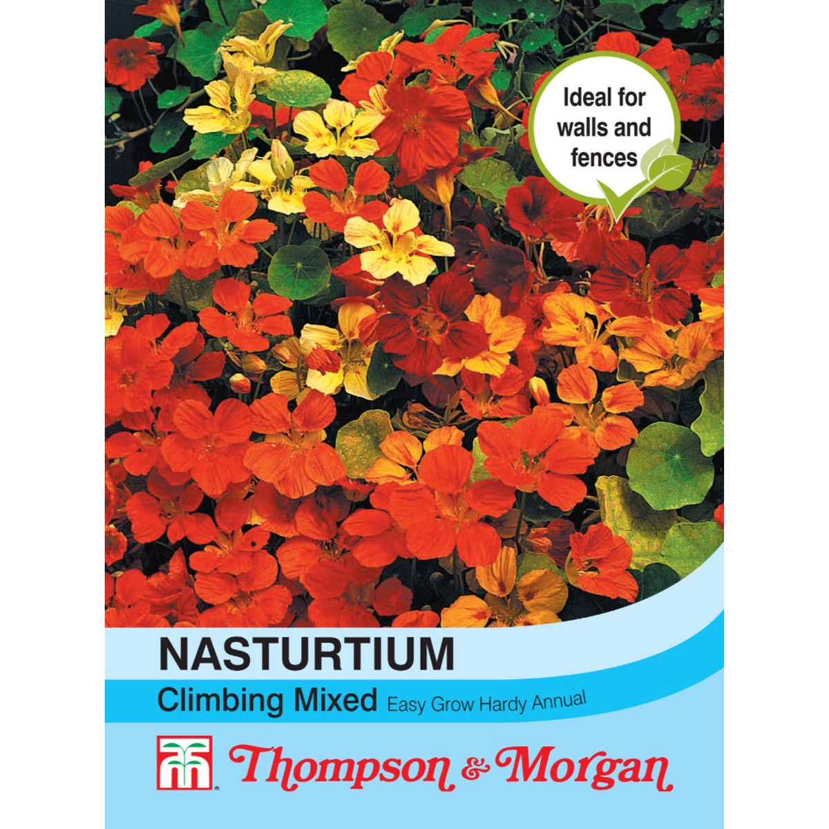 Nasturtium Climbing Mix