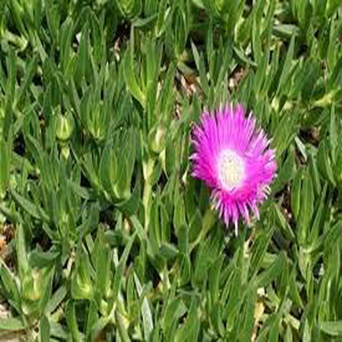 Native Pigface Flower Seeds  Heirloom, Non-GMO, Perfect for Borders Organic Garden Seeds for Planting