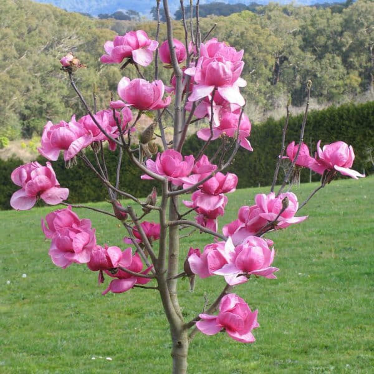 Northern Magnolia Tree Seeds for Planting Heirloom, Non-GMO, Evergreen, Fragrant Blooms