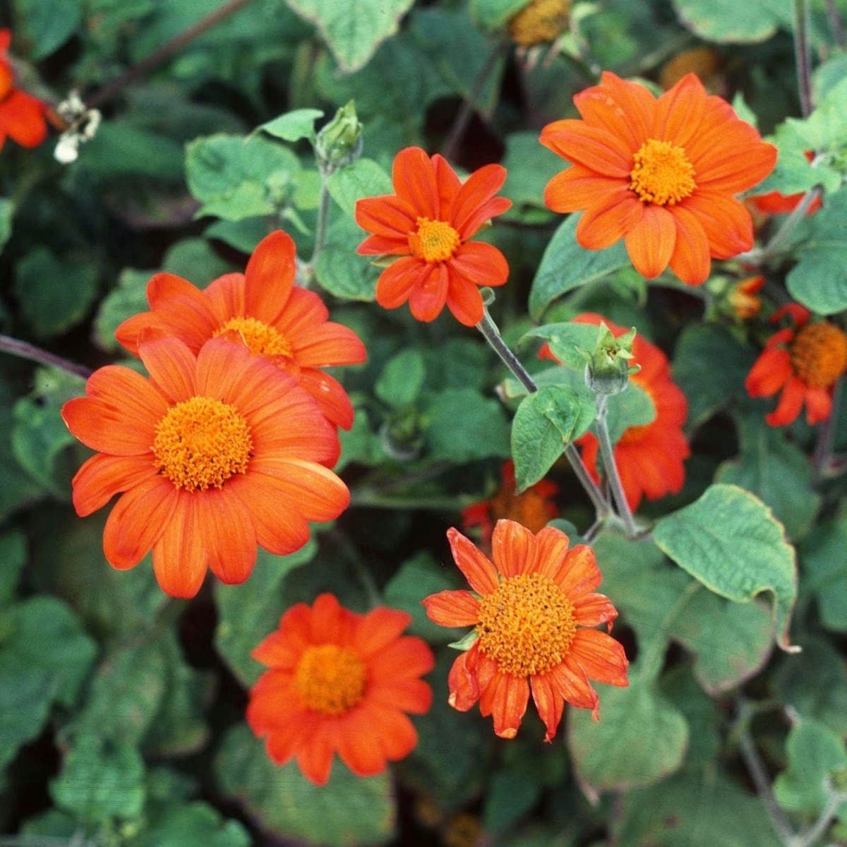 Orange Heirloom Non Gmo Tithonia Flower Vibrant Butterfly Garden Planting Flower Seeds Home
